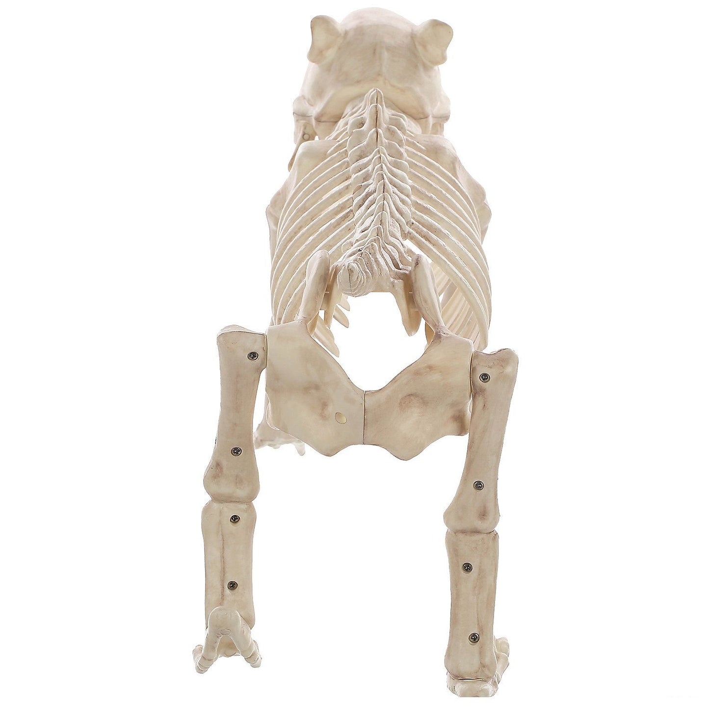 Bones the Dog Skeleton Halloween Decoration