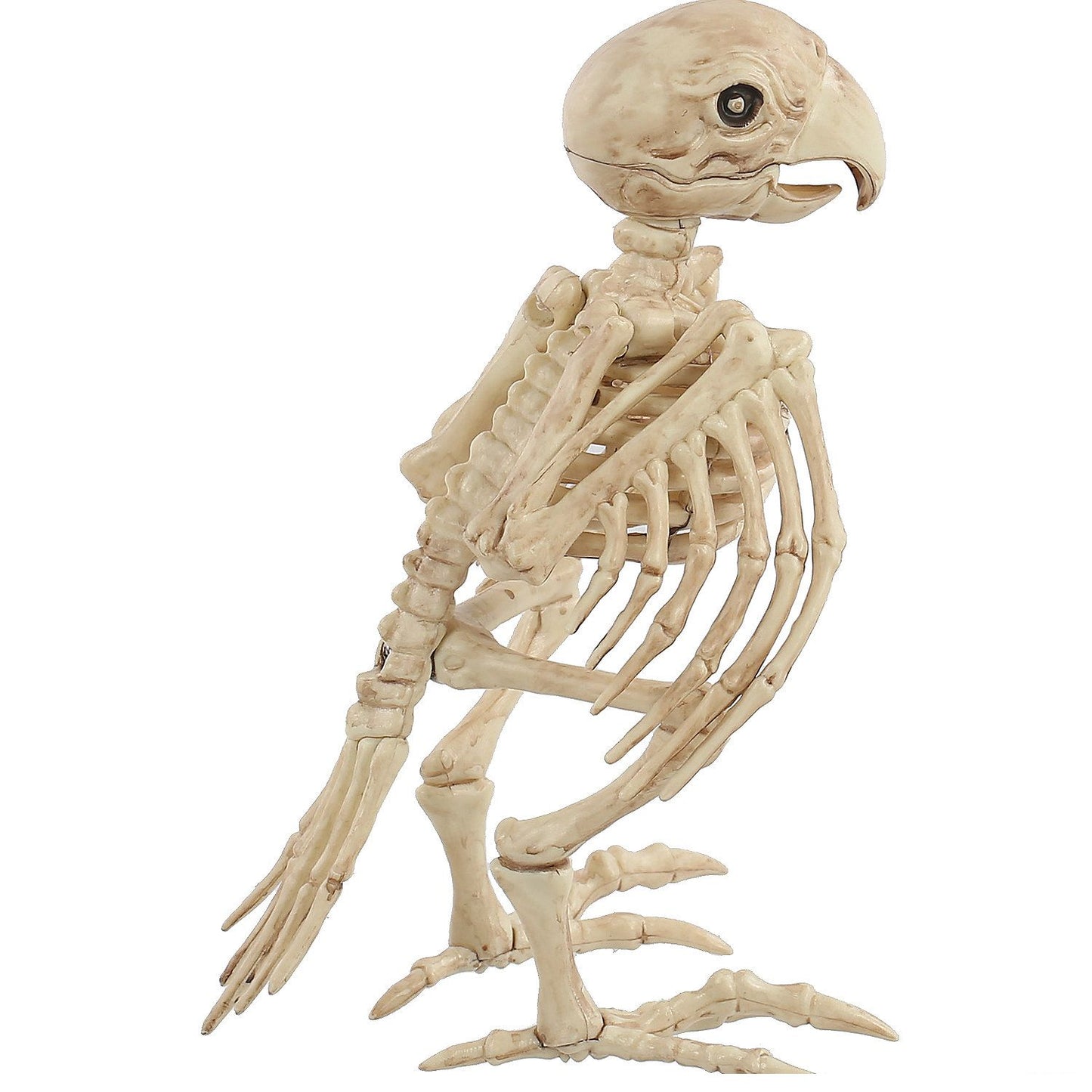 Skeleton Parrot Prop