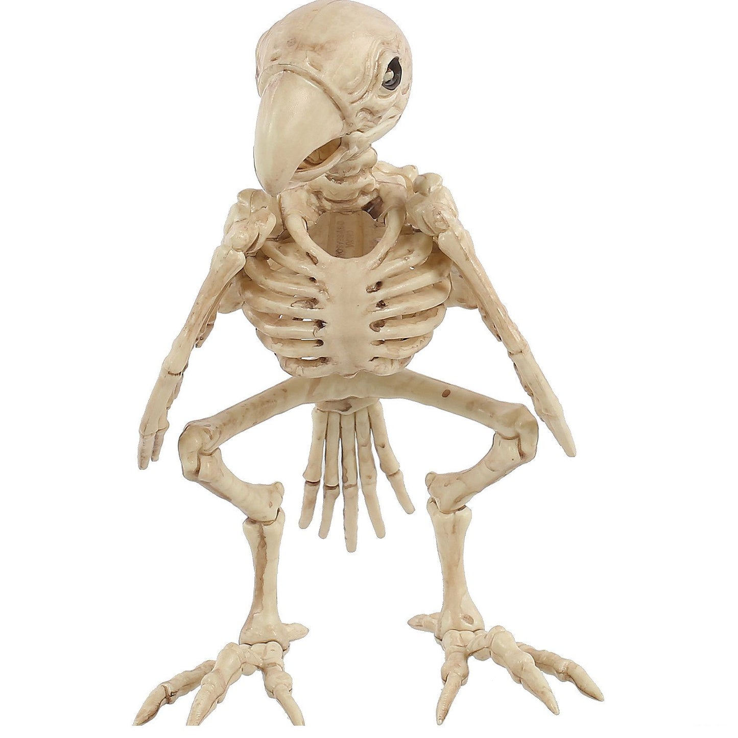 Skeleton Parrot Prop